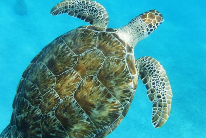 Turtle Cove Catamaran Snorkel and Sail at Little Buck Island STT - Who Will Enjoy This Trip Most