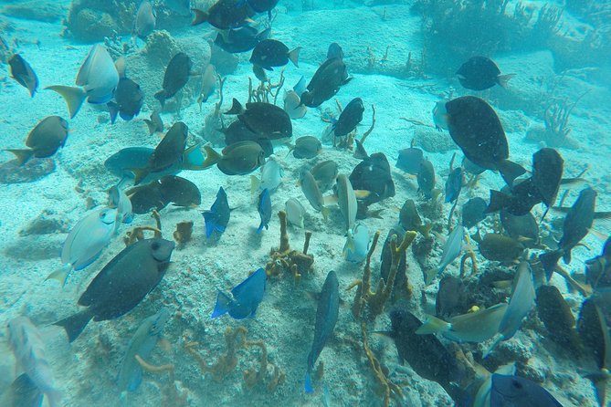 Turtle Cove Catamaran Snorkel and Sail at Little Buck Island STT - Booking Details You Should Not Miss
