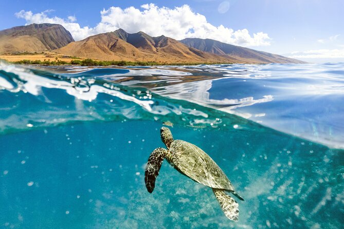 Turtles & Tacos Luxury Catamaran Snorkel - Sailing from Maalaea at 11 a.m.