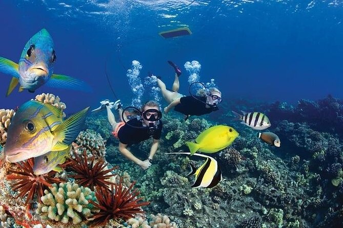 Turtles & Tacos Luxury Catamaran Snorkel - Who should book this Maui sail?