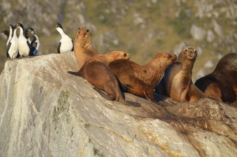 Ushuaia: Beagle Channel Catamaran Tour - Sailing from Ushuaia’s waterfront