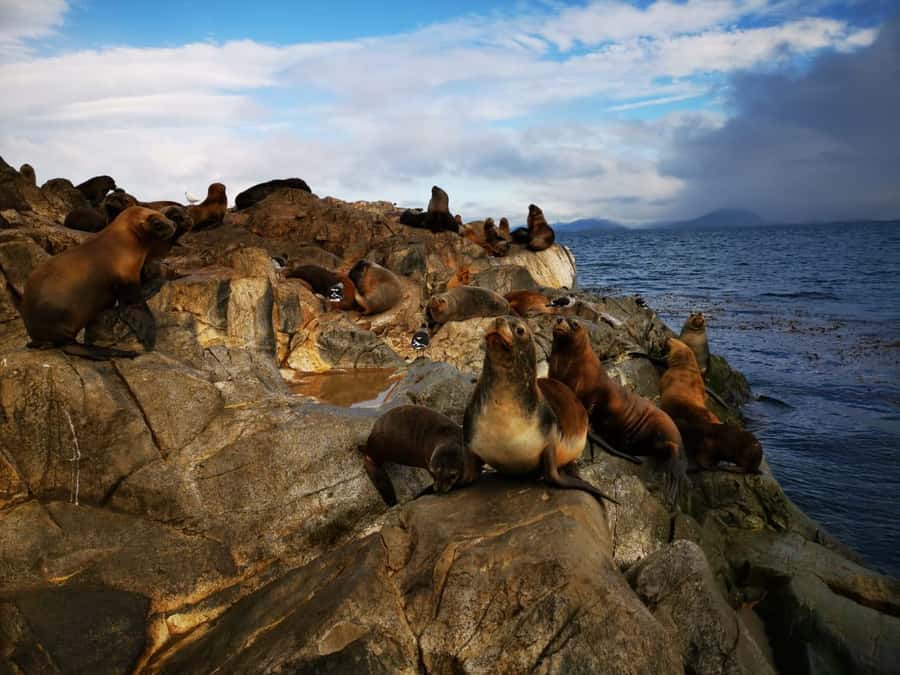Ushuaia: Beagle Channel Catamaran Tour - The heated catamaran and viewing strategy