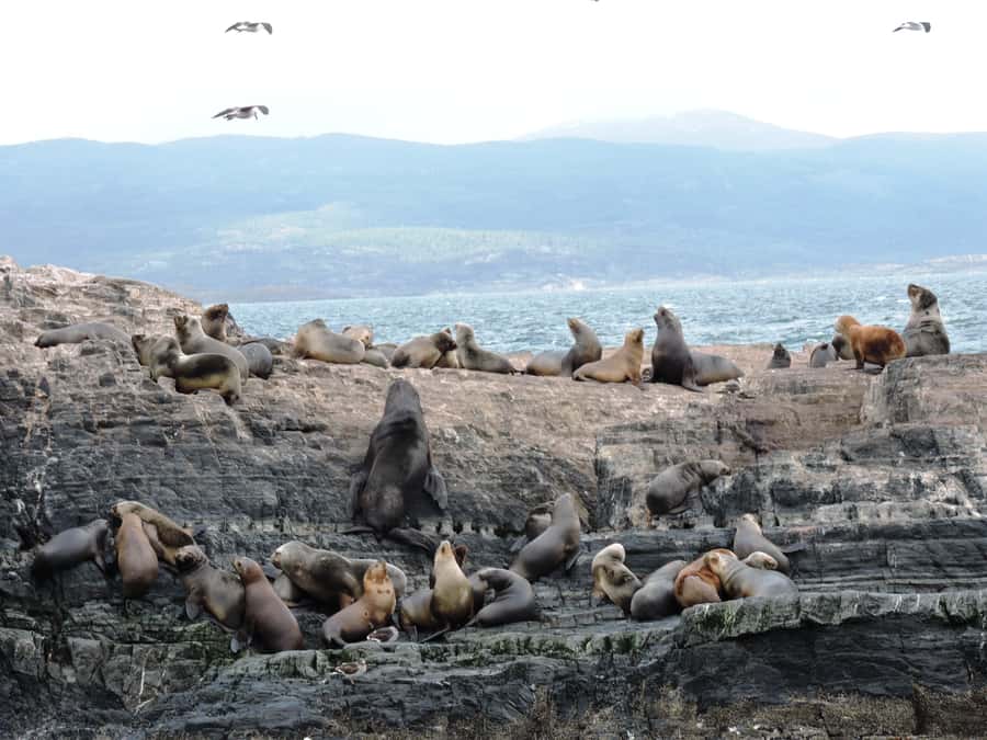 Ushuaia: Beagle Channel & Sea Wolves Island Catamaran Cruise - Who will enjoy this Ushuaia cruise?
