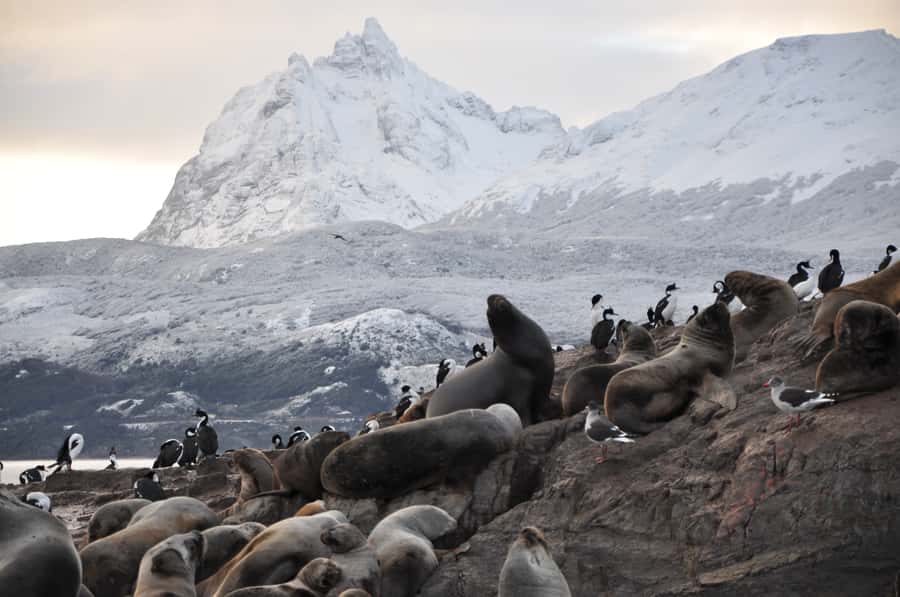 Ushuaia: Beagle Channel & Sea Wolves Island Catamaran Cruise - Bird Island and the wildlife of the channel
