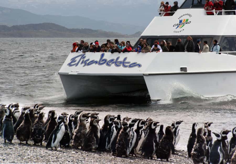 Ushuaia: Penguin Watching Tour by Catamaran - Starting at Ushuaia’s tourist dock
