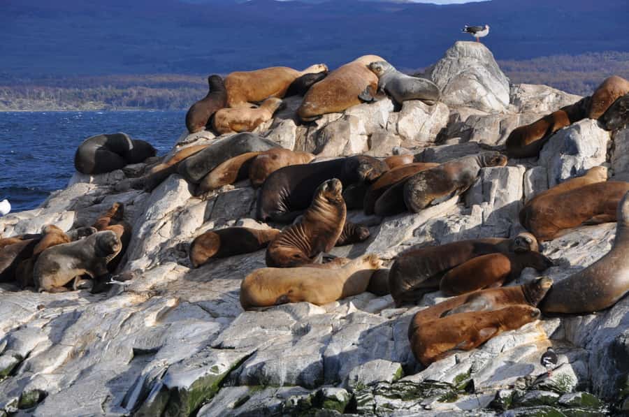 Ushuaia: Penguin Watching Tour by Catamaran - Les Eclaireurs Lighthouse and the SS Monte Cervantes
