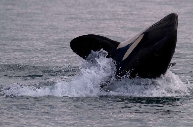 Victoria BC: 3-Hour Whale Watching Expedition - Leaving from the Fairmont Empress at 645 Humboldt Street
