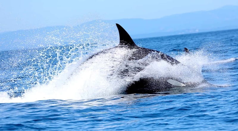 Victoria BC: 3-Hour Whale Watching Expedition - FAQ