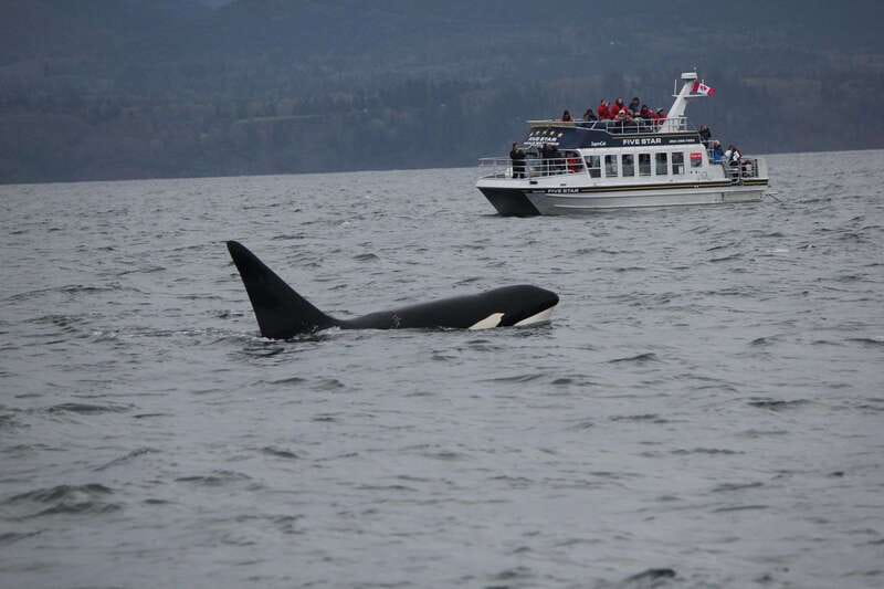 Victoria BC: 3-Hour Whale Watching Expedition - Three hours in the feeding grounds