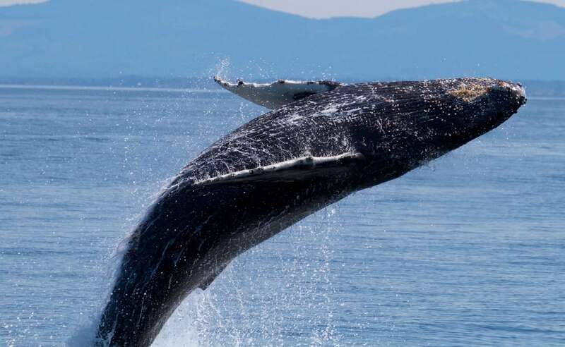 Victoria BC: 3-Hour Whale Watching Expedition - Guides who make the wildlife easier to read