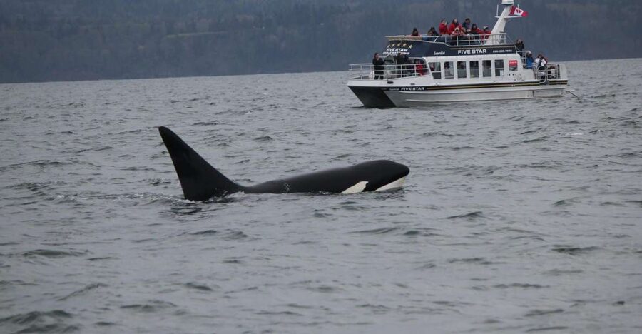 Victoria BC: 3-Hour Whale Watching Expedition - The Salish Sea beyond the whales