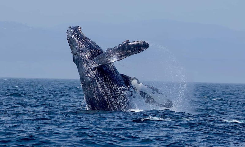 Victoria BC: 3-Hour Whale Watching Expedition - Best seasons and realistic expectations