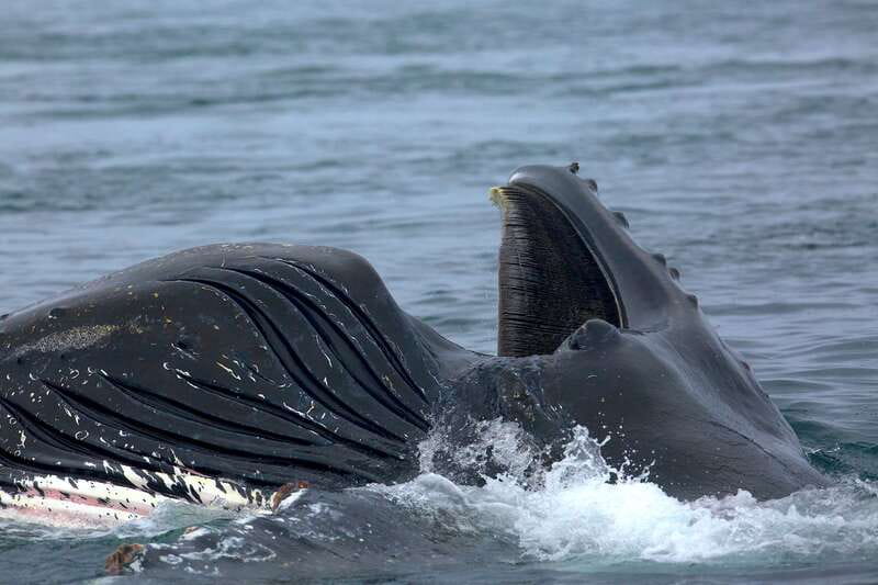 Victoria BC: 3-Hour Whale Watching Expedition - Should you book this Victoria whale watching trip?