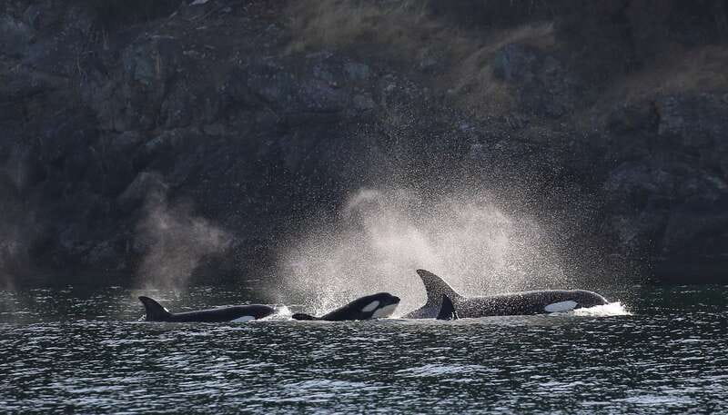 Victoria: Guided Wildlife-Watching Tour by Catamaran - Five things to know before you book