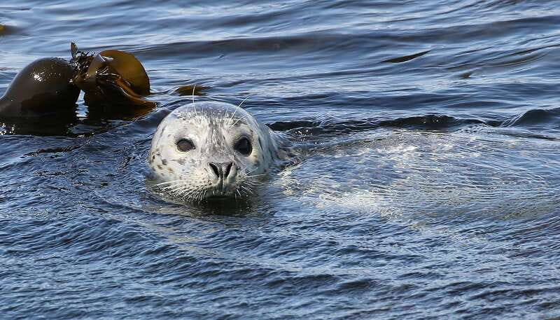 Victoria: Guided Wildlife-Watching Tour by Catamaran - Booking details that matter