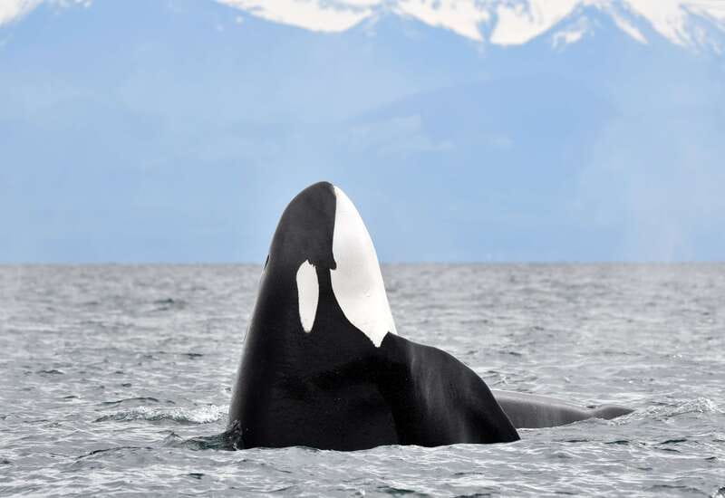 Victoria: Guided Wildlife-Watching Tour by Catamaran - Leaving Fisherman’s Wharf for open water
