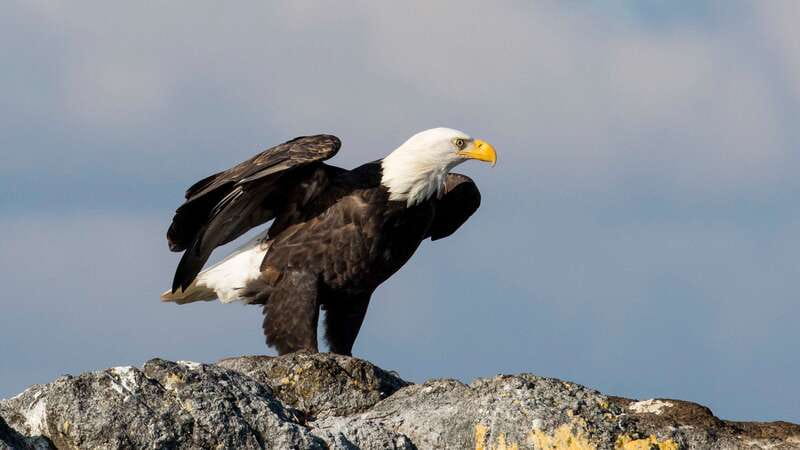 Victoria: Guided Wildlife-Watching Tour by Catamaran - Seals, sea lions, porpoises, and winter birds