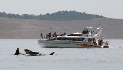 Victoria: Guided Wildlife-Watching Tour by Catamaran
