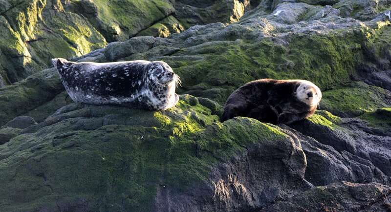 Victoria: Guided Wildlife-Watching Tour by Catamaran - What the catamaran ride feels like