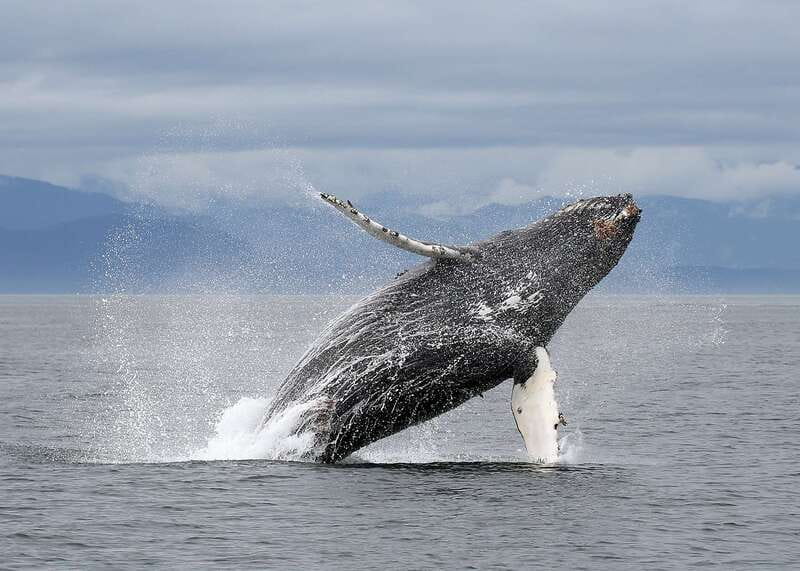 Victoria: Guided Wildlife-Watching Tour by Catamaran - A closer look at the guiding and group experience