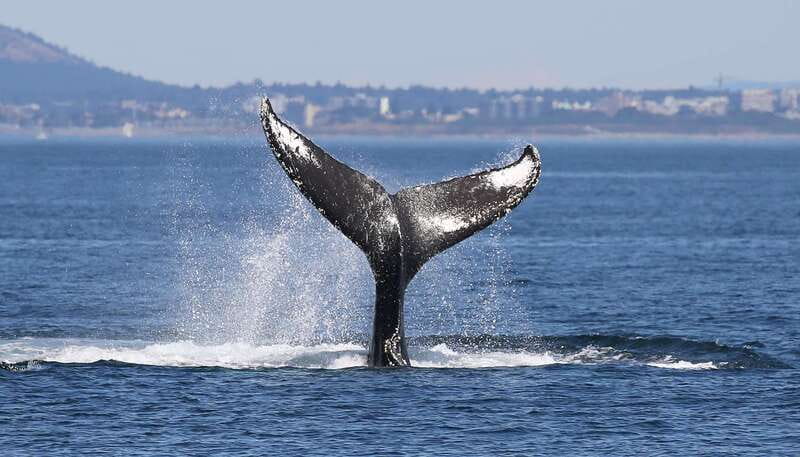Victoria: Guided Wildlife-Watching Tour by Catamaran - Seasonal planning from November through April