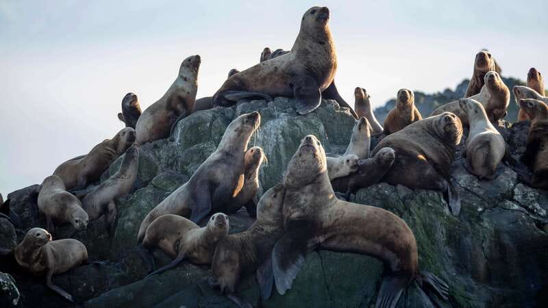 Victoria: Guided Wildlife-Watching Tour by Catamaran - Is $95 good value?