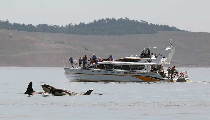 Victoria: Guided Wildlife-Watching Tour by Catamaran - Who should book this trip?