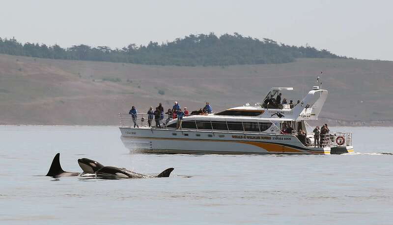 Victoria: Guided Wildlife-Watching Tour by Catamaran - Why the whale search is worth doing