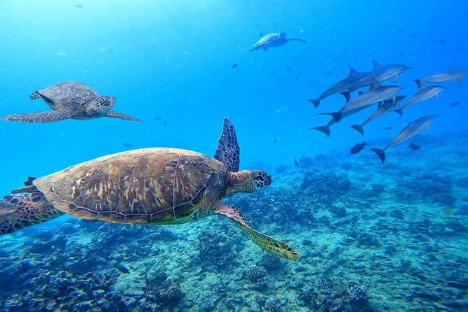 Waikiki Catamaran Escape: Snorkel with Turtles & Water Sports Fun - Snorkeling with turtles and tropical fish