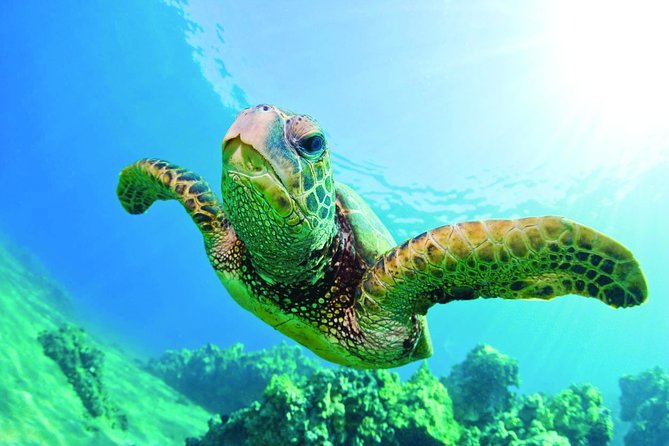 Waikiki Catamaran Snorkel Sail with Lunch: Turtles Guaranteed - Leaving Kewalo Basin for Turtle Canyon