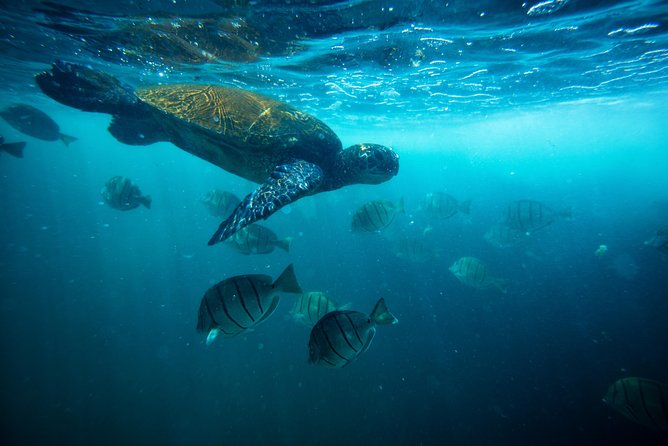 Waikiki Catamaran Snorkel Sail with Lunch: Turtles Guaranteed - Snorkeling at Turtle Canyon’s cleaning station