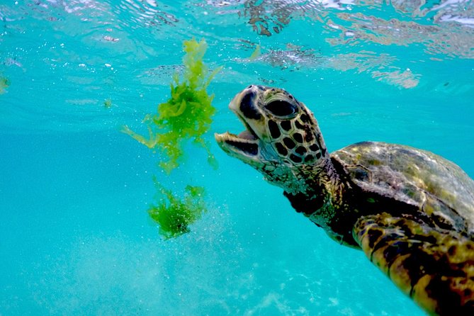 Waikiki Catamaran Snorkel Sail with Lunch: Turtles Guaranteed - About 45 minutes in the water