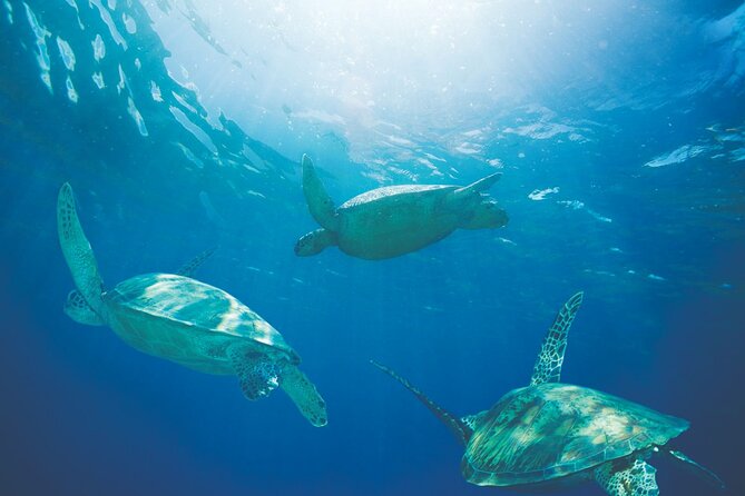 Waikiki Catamaran Snorkel Sail with Lunch: Turtles Guaranteed - Group size, comfort, and safety