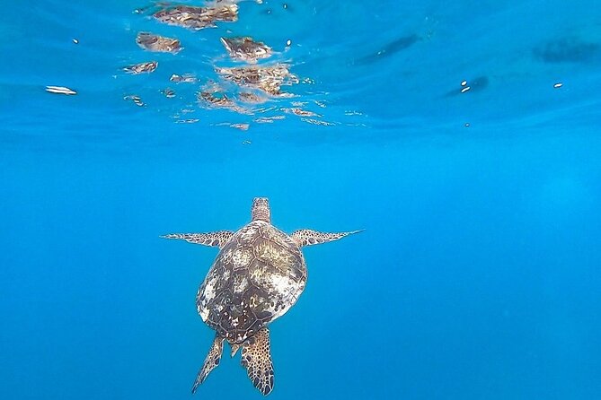 Waikiki Turtle Snorkel and Sail on Hawea Catamaran - What the $89.56 price gets you