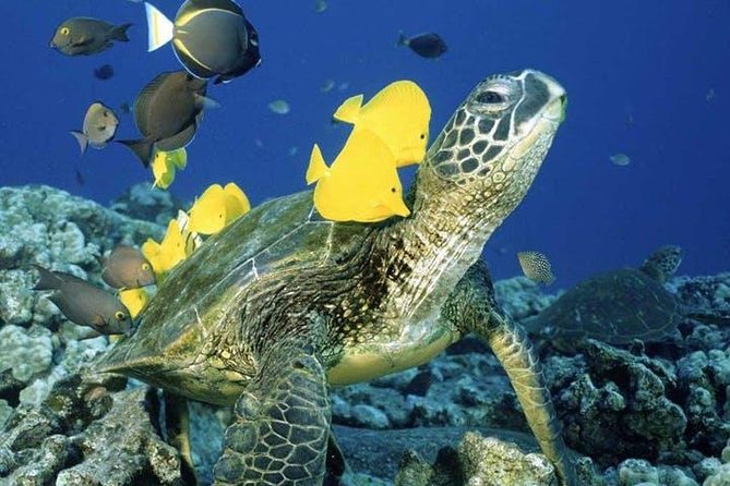 Waikiki Turtle Snorkel and Sail on Hawea Catamaran - The ride to Turtle Canyon