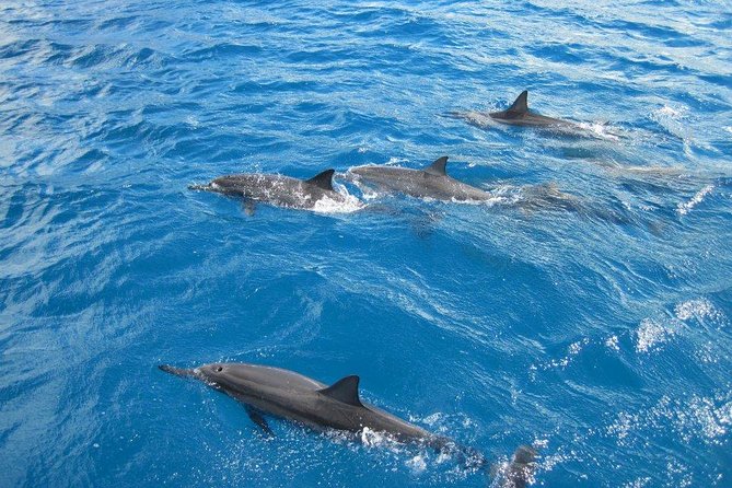 Waikoloa Catamaran Snorkel Sail Including Lunch - Key points before you book