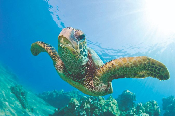 Waikoloa Turtle Catamaran Snorkel Sail - Final call: book it if the water is your priority