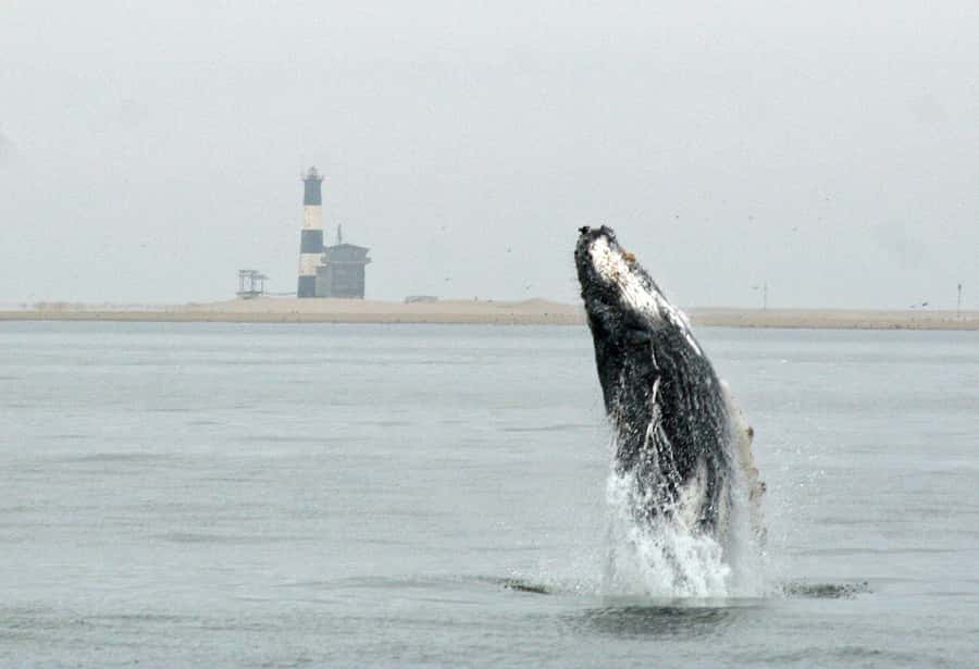 Walvis Bay: Marine Big 5 Luxury Catamaran Tour - Key points to know before sailing