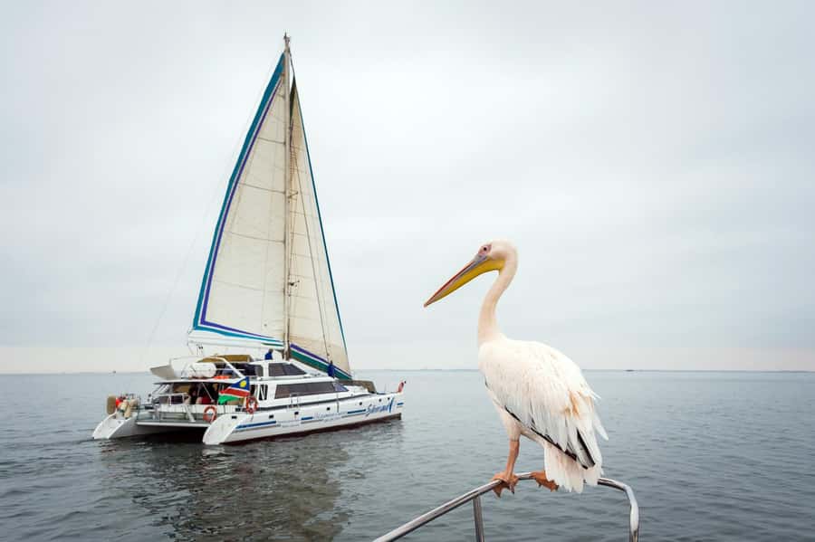 Walvis Bay: Marine Big 5 Luxury Catamaran Tour - Setting out from the Walvis Bay Waterfront