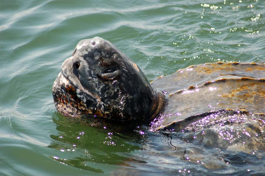 Walvis Bay: Marine Big 5 Luxury Catamaran Tour - Searching for dolphins beyond the point