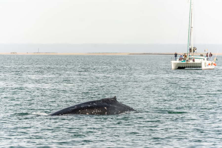 Walvis Bay: Marine Big 5 Luxury Catamaran Tour - Ships, oil rigs, birds, and the return to Walvis Bay
