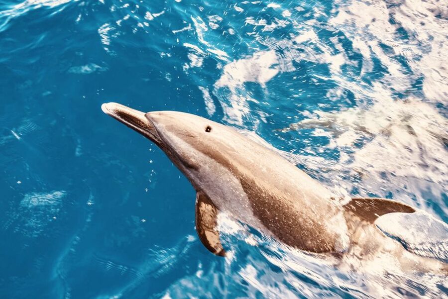 West O'ahu: Dolphin Watching and Snorkeling Catamaran Cruise - Key points at a glance