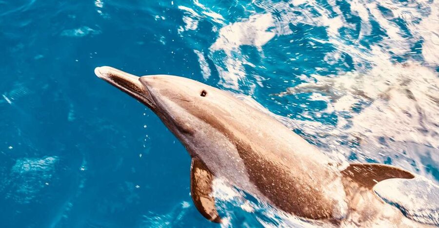 West O'ahu: Dolphin Watching and Snorkeling Catamaran Cruise - Reaching West Oahu from Waikiki
