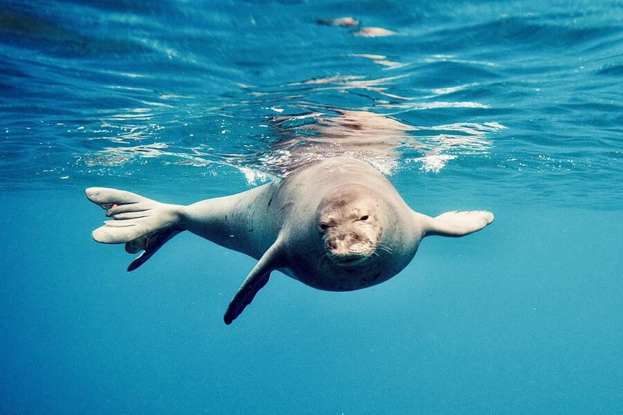 West O'ahu: Dolphin Watching and Snorkeling Catamaran Cruise - Lunch, drinks, and what to pack