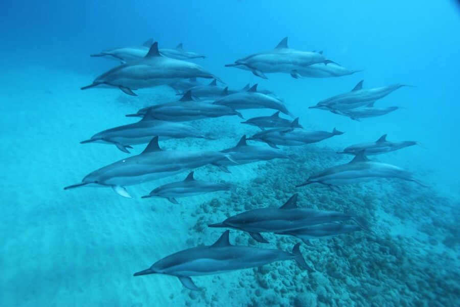 West O'ahu: Swim with Dolphins Catamaran Cruise - Key points to know before you book