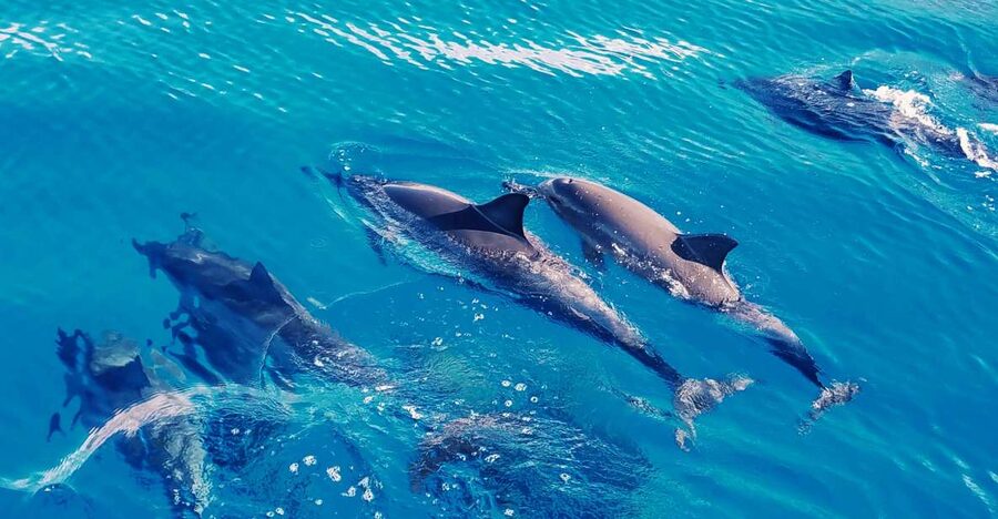 West O'ahu: Swim with Dolphins Catamaran Cruise - Searching for dolphins in open water