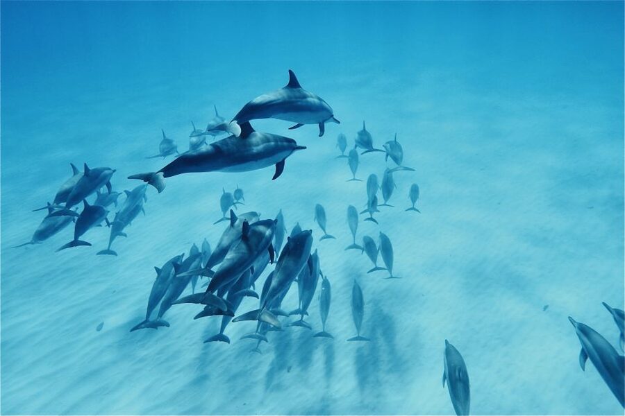 West O'ahu: Swim with Dolphins Catamaran Cruise - Snorkeling with turtles and tropical fish