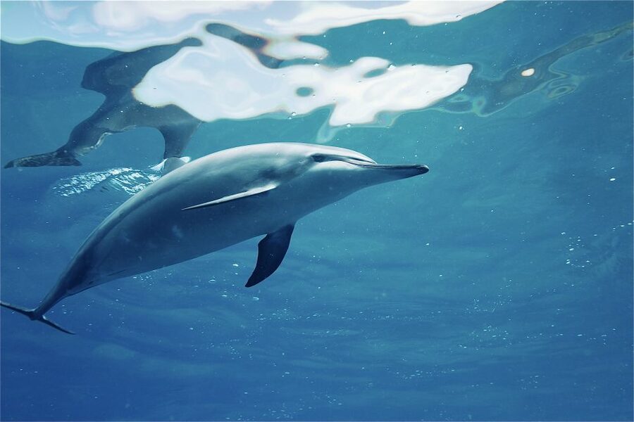 West O'ahu: Swim with Dolphins Catamaran Cruise - Hawaiian lunch on the water