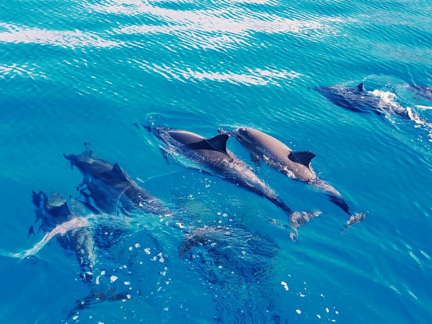 West O'ahu: Swim with Dolphins Catamaran Cruise - Who will enjoy this cruise most?