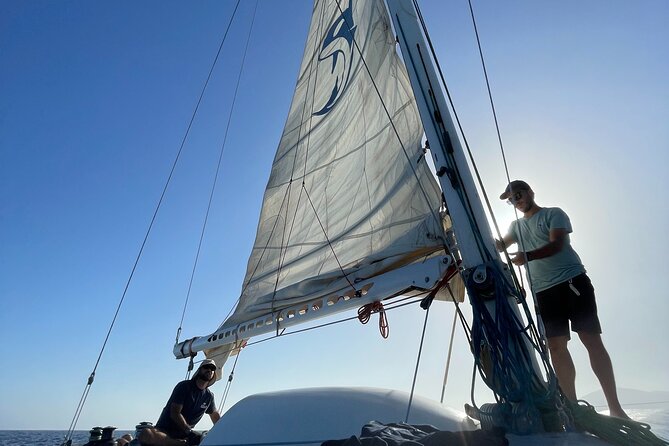 Whale & Dolphin Observation on Silent Catamaran with Hydrophone - Responsible viewing means keeping your distance
